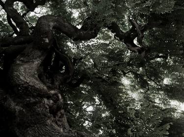Original Abstract Tree Photography by Gonçalo Castelo Branco