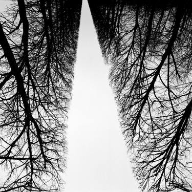 Original Abstract Tree Photography by Sungsoo Kim