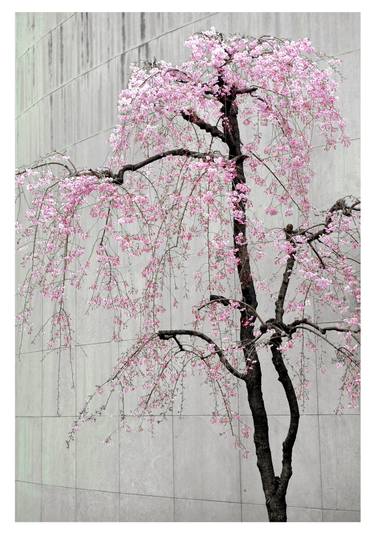 Original Contemporary Nature Photography by Paul Van Riel