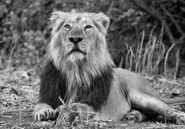 Original Black & White Animal Photography by Bhavya Joshi