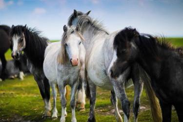 Original Impressionism Horse Digital by Tony Rubino