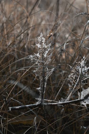 Original Minimalism Botanic Photography by Rita Kapitulski