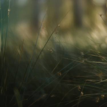 Original Fine Art Nature Photography by Suzanne Forrest